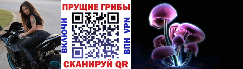 наркотики  Медногорск  Галлюциногенные грибы Cubensis 